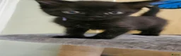 Mixed Breed cats for sale: 2 boys left of 6 kitten litter in Hereford - Advert 4