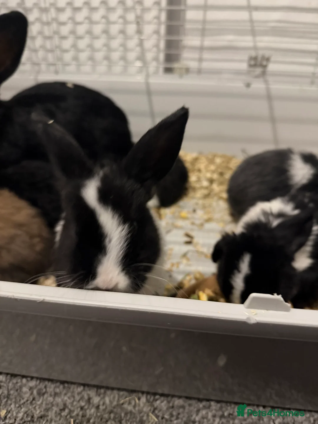 English Lop rabbits for sale: Lop rabbits for sale  - Advert 5