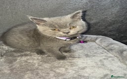 British Shorthair cats for sale: Stunning litter of bsh  - Advert 17