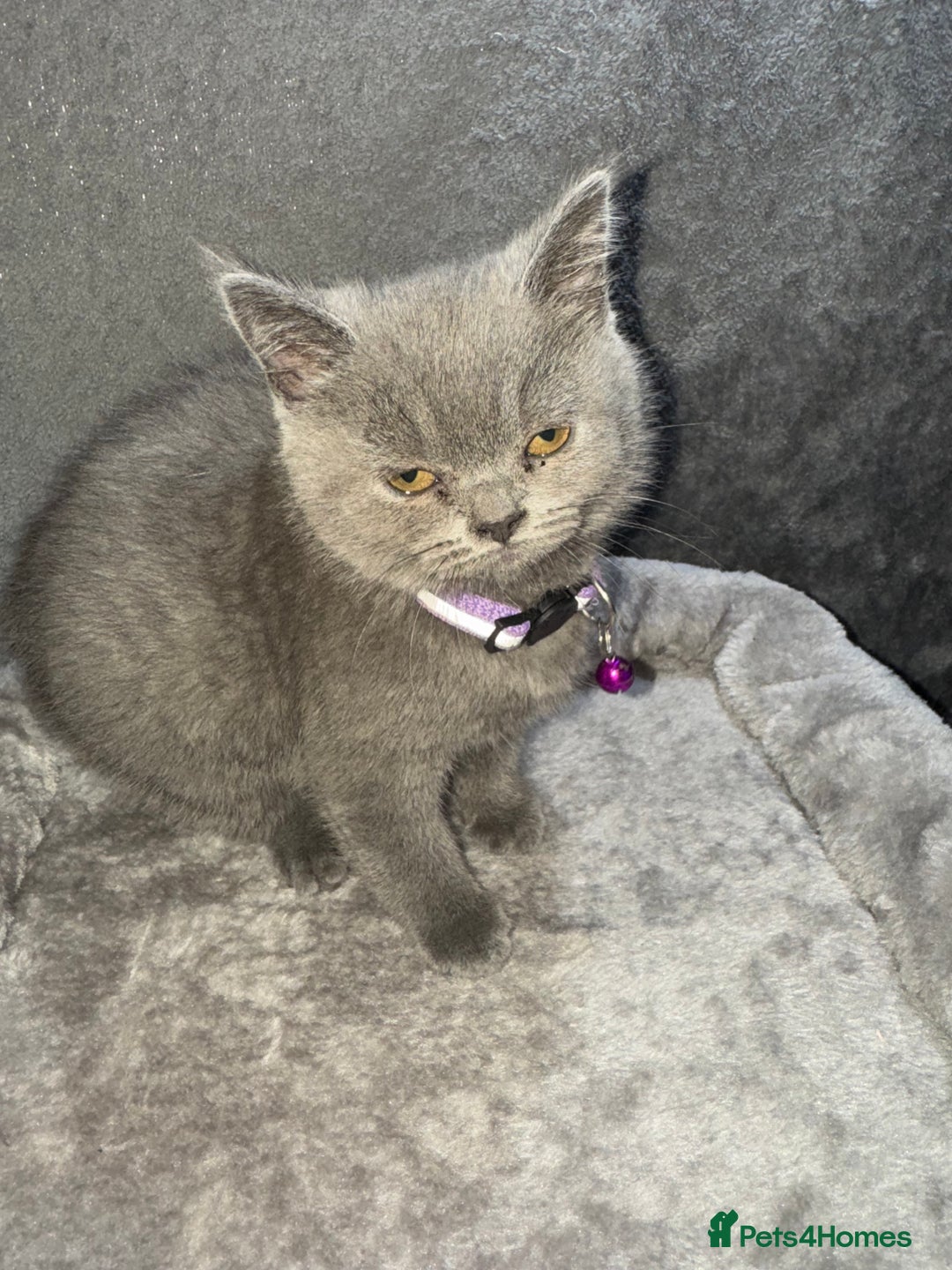 British Shorthair cats for sale: Stunning litter of bsh  - Advert 17