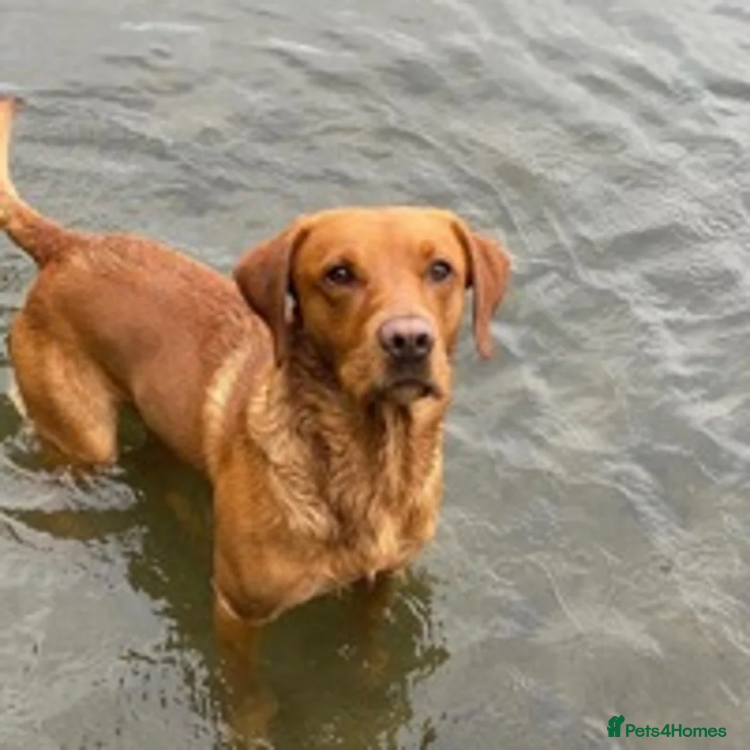 Labrador Retriever dogs for stud: Fox red Labrador for stud in Burnley - Advert 8