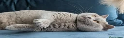 British Shorthair cats for stud: Outstanding champion lilac stud  - Advert 9