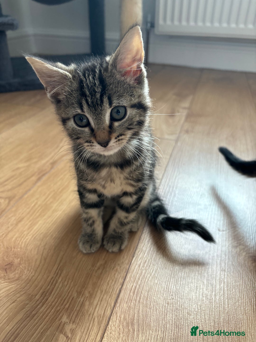 Maine Coon cats for sale: 🌟 5 Adorable Kittens Ready For 4ever Home🌟 - Advert 31