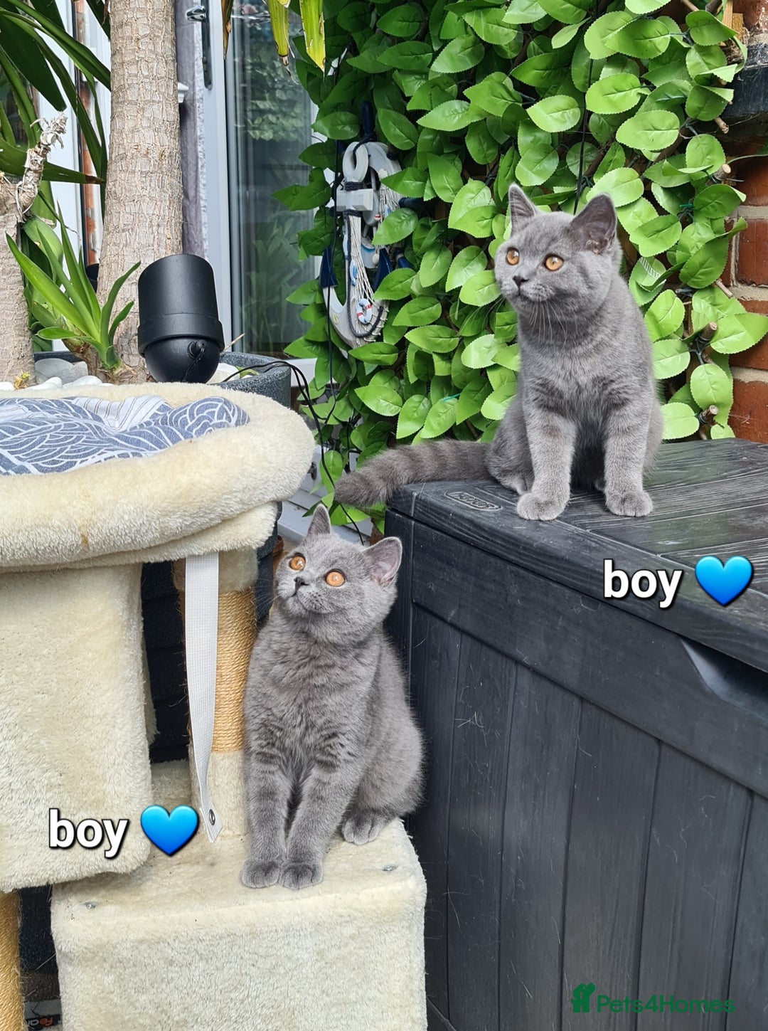 British Shorthair cats for sale: GCCF Lilac,Blue,Bicolor quality BSH kittens  - Image 15