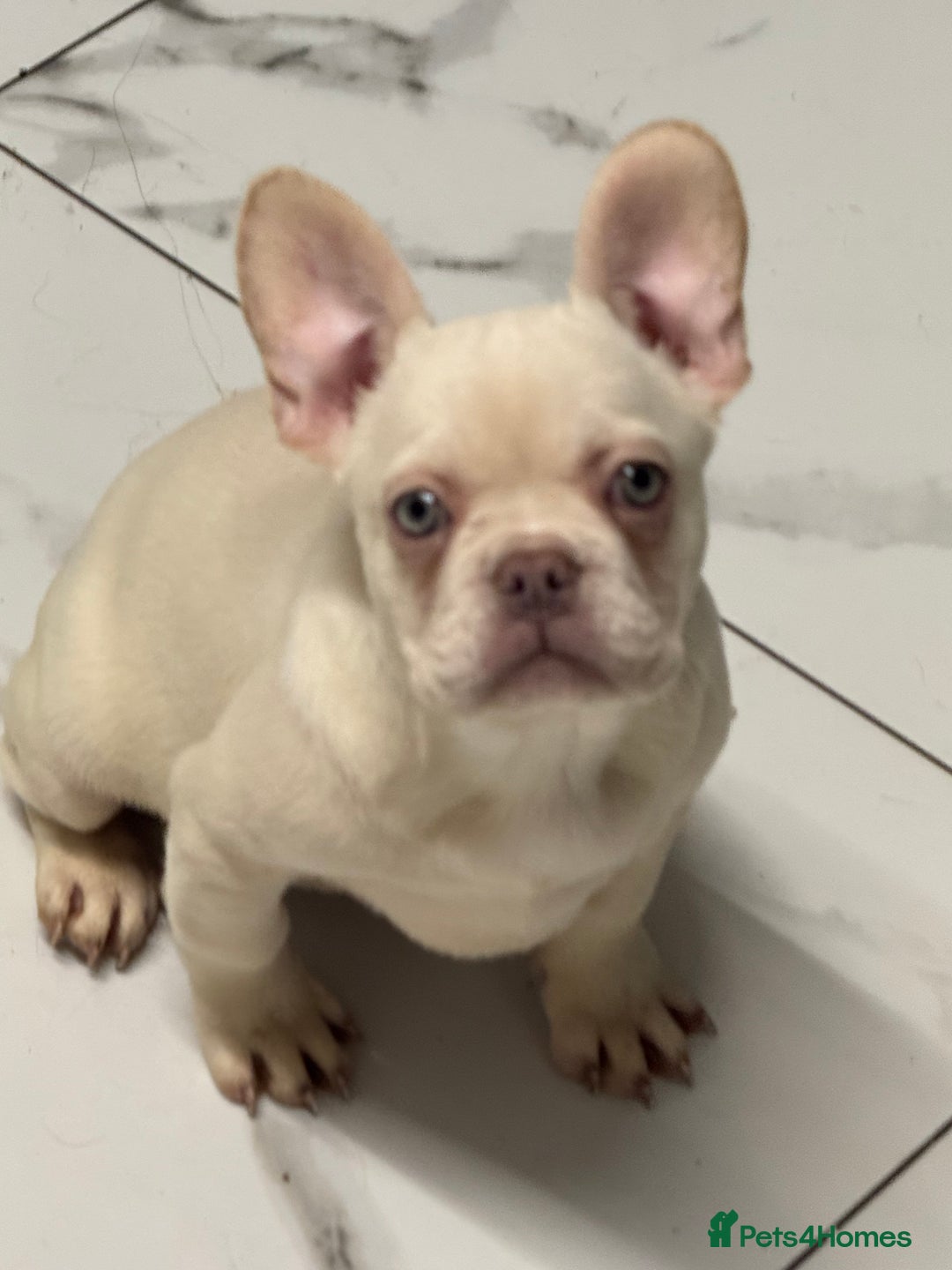 French Bulldog dogs for sale: Beautiful fluffy/ fluffy carrier Frenchie pups  - Advert 21
