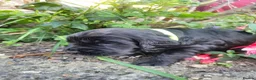 Sprocker dogs for sale: Beautiful, healthy Spaniel puppies. in Dover - Advert 22