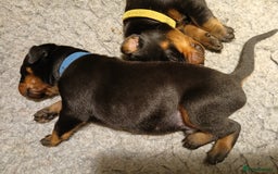 Dobermann dogs for sale: Outstanding KC Reg Dobermann puppies - Image 16