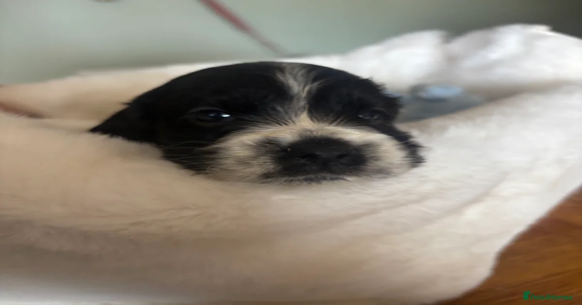 Free for sale Puppies for sale | Pets4Homes