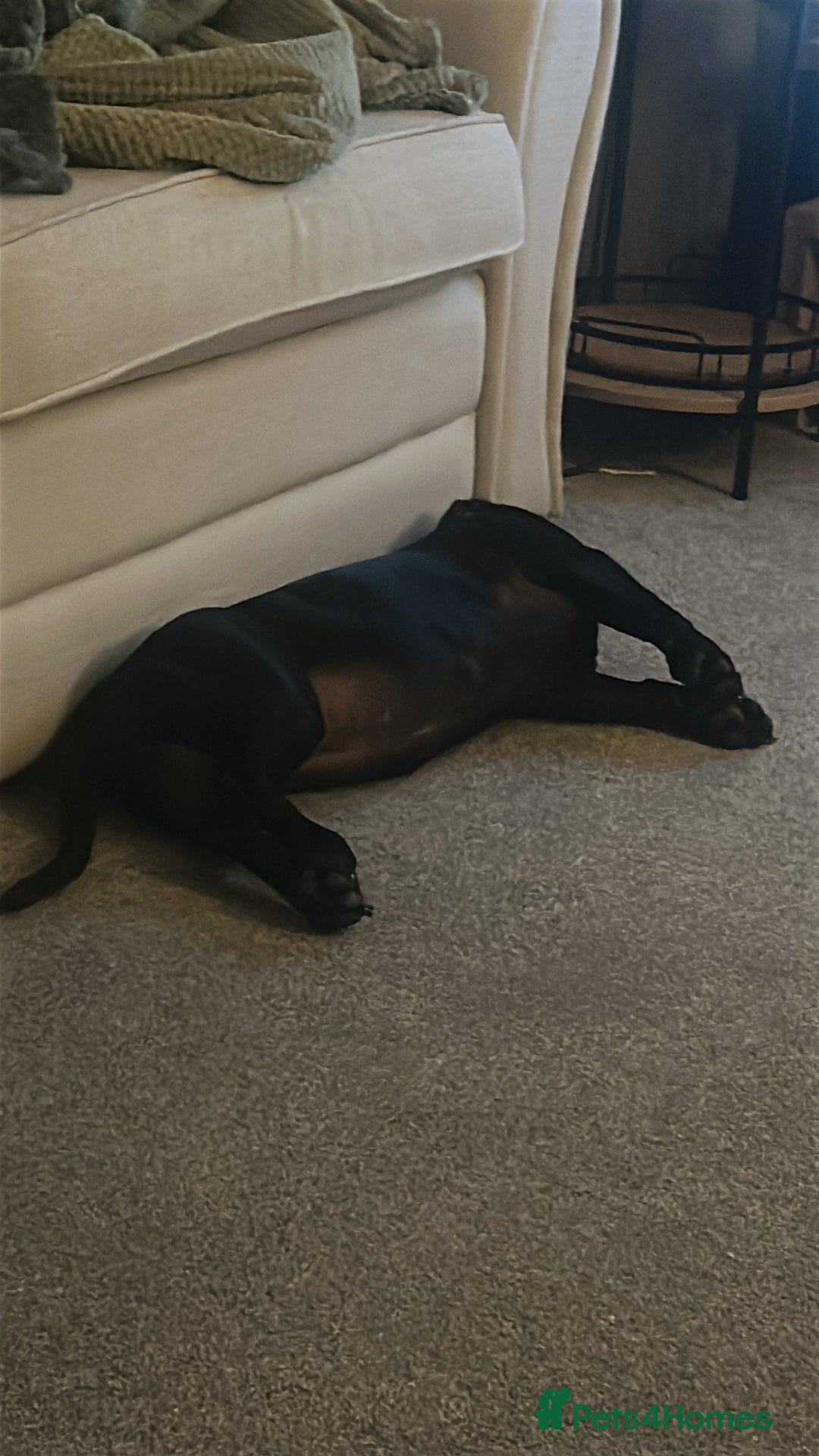 Mixed Breed dogs for sale: Beautiful 6 Month old Bulldach for sale  - Image 2