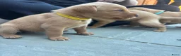 Labrador Retriever dogs for sale: KC REGISTERED FOX RED LABRADOR PUPPIES  - Advert 15