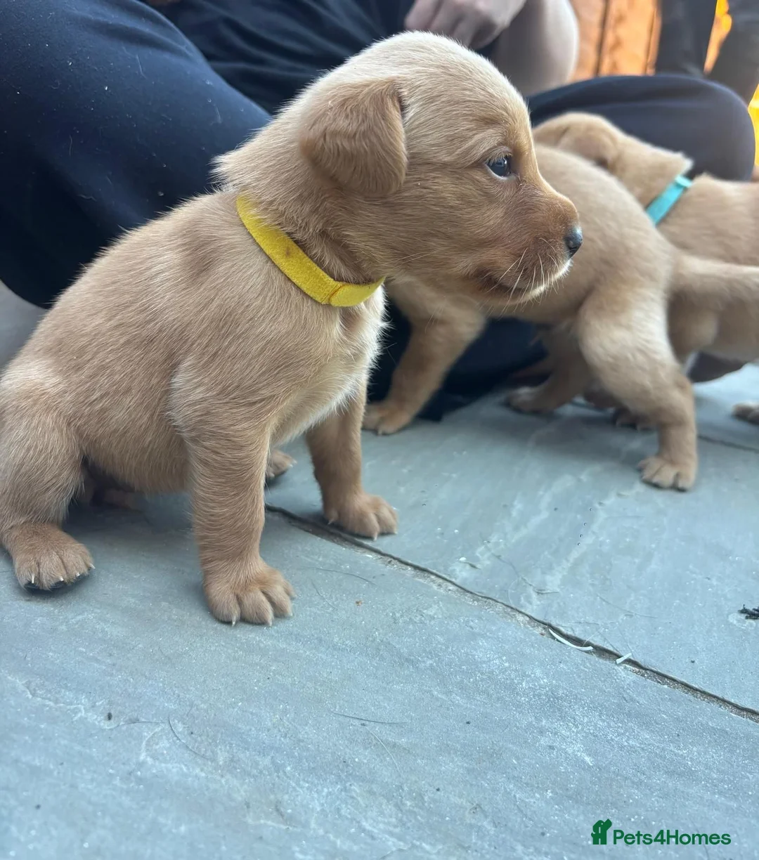 Labrador Retriever dogs for sale: KC REGISTERED FOX RED LABRADOR PUPPIES  - Advert 15