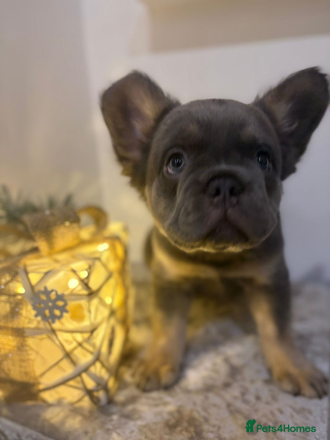 French Bulldog dogs for sale: Fluffy French bulldog puppies- strong bloodline. - Advert 2