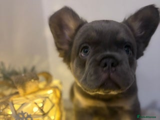 French Bulldog dogs Fluffy French bulldog puppies- strong bloodline. - Advert 1