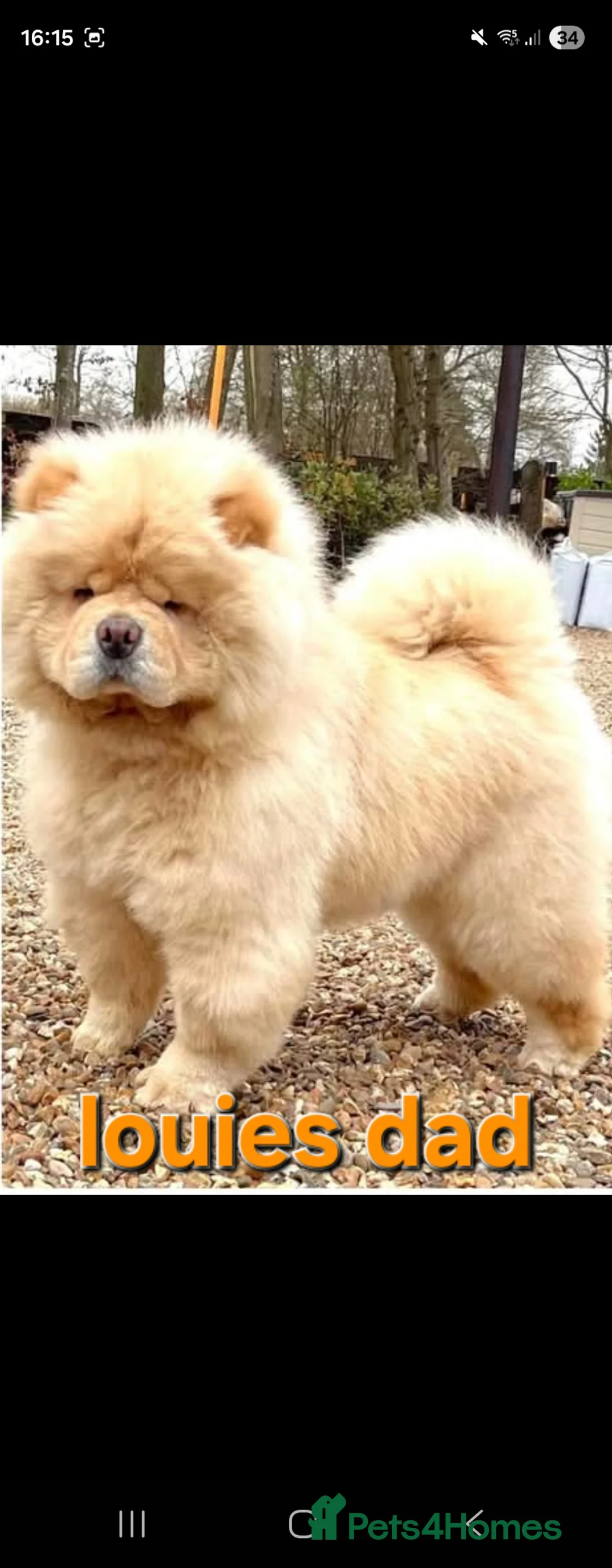 Chow Chow dogs for stud: Gorgeous chow chow for stud  - Advert 5