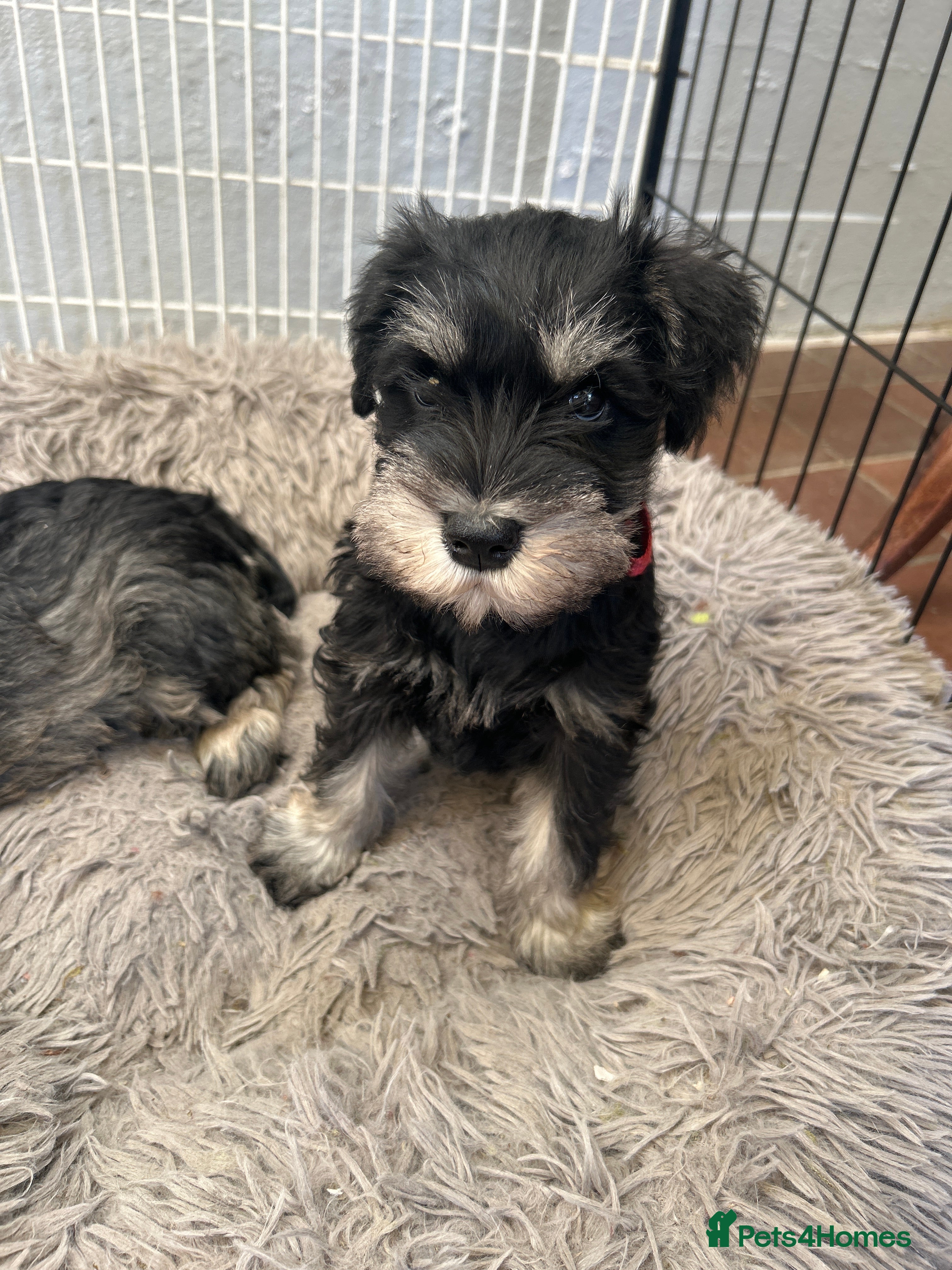 Miniature Schnauzer dogs Beautiful Miniature Schnauzer Puppies For Sale - Advert 6