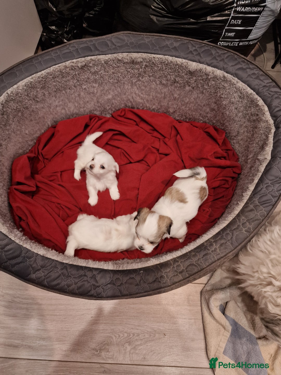 Malshi dogs for sale: Malshi puppiez - Image 6