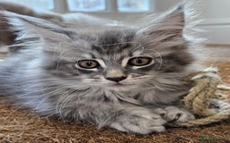 Maine Coon cats for sale: XL Maine Coon kittens - Image 14