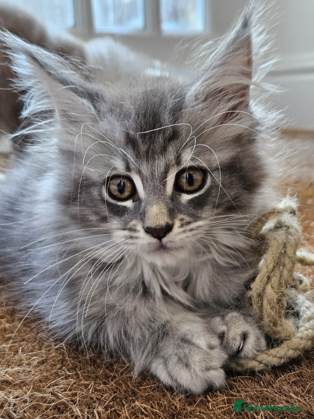 Maine Coon cats for sale: XL Maine Coon kittens - Image 14