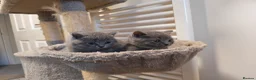 British Shorthair cats for sale: ✨British Shorthair Kittens Ready for Loving Home!✨ - Advert 6