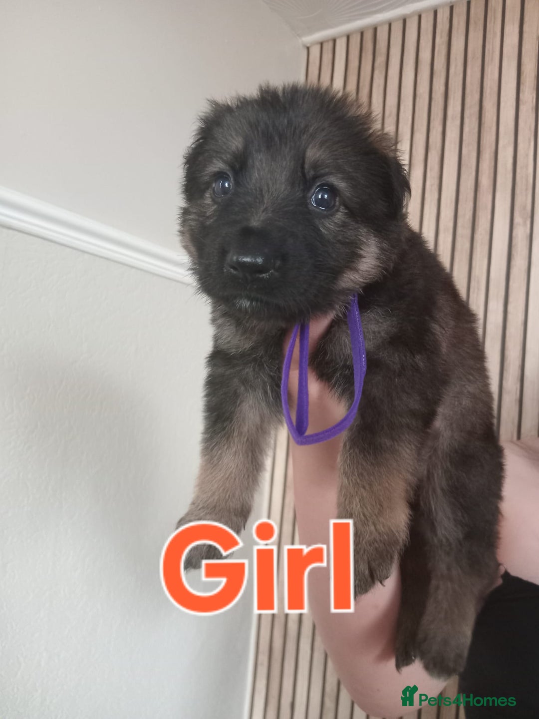 German Shepherd dogs for sale: 💥 chunky German Shepherd's 💥 - Image 10