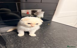 Scottish Fold cats for sale: Sweet Baby Foldie 🐱🐾 - Image 10