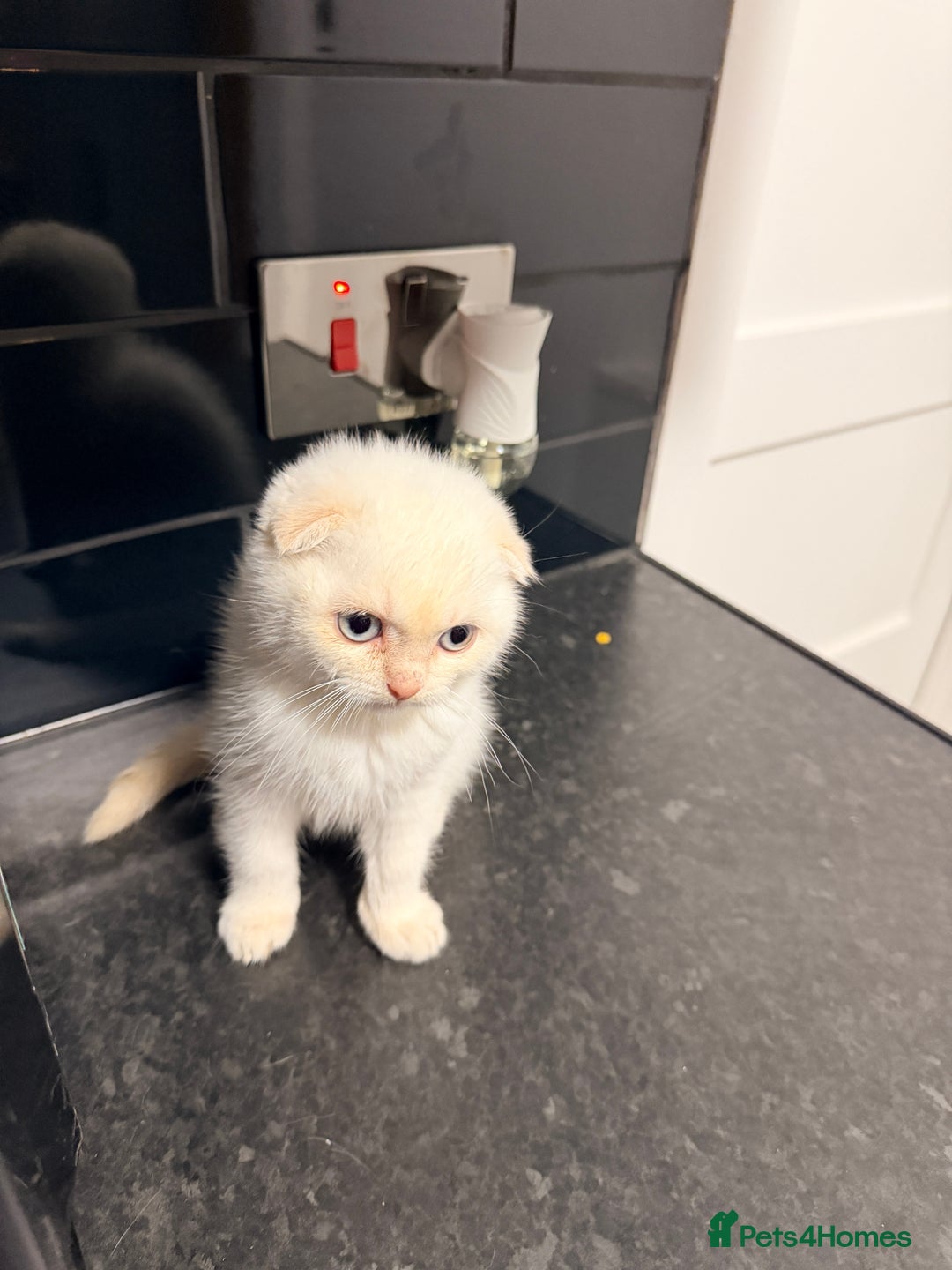 Scottish Fold cats for sale: Sweet Baby Foldie 🐱🐾 - Image 10