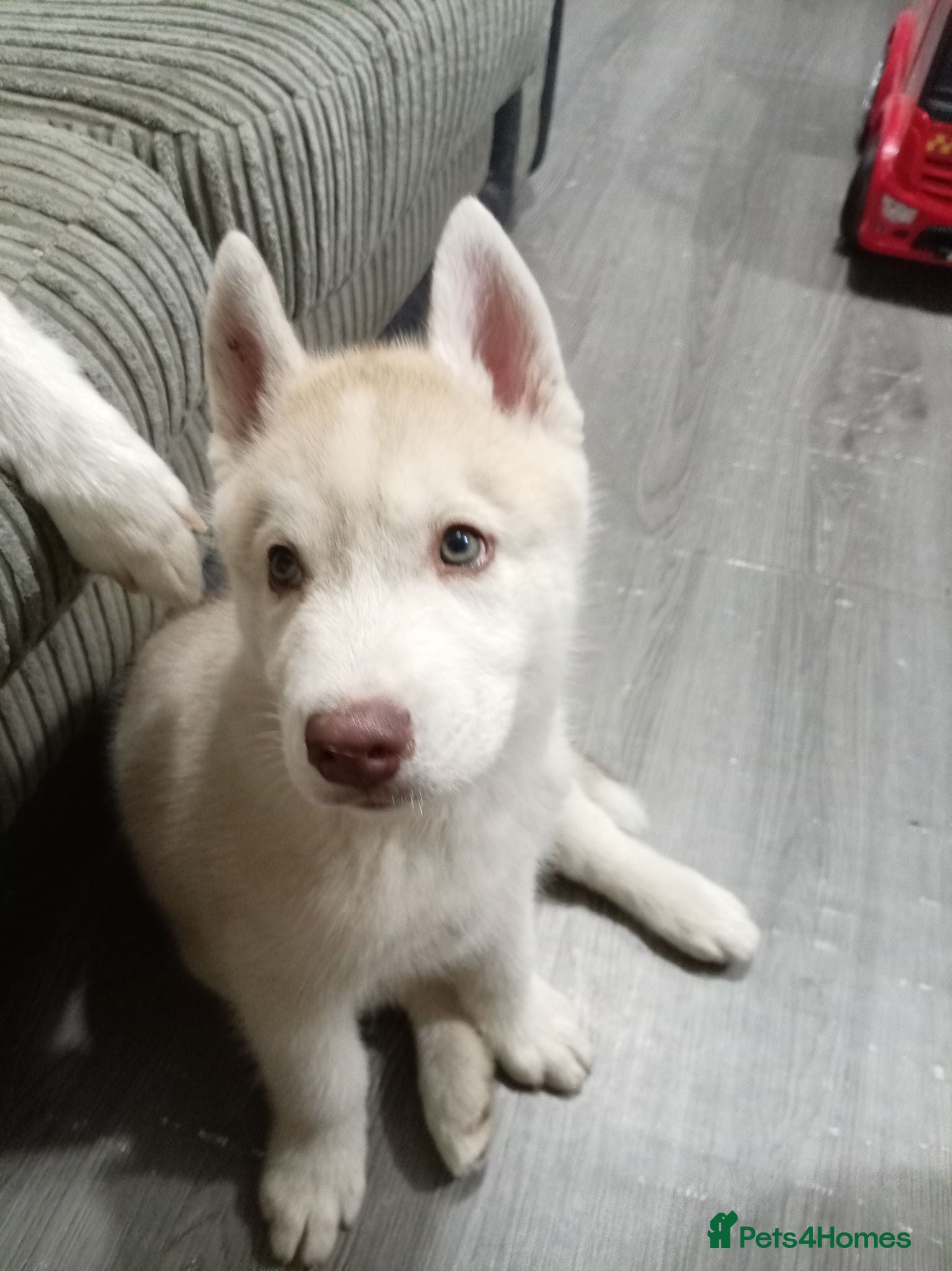 Siberian Husky dogs White Male husky puppy for sale - Advert 8