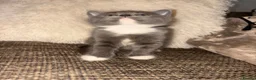British Shorthair cats for sale: Kittens for sale  - Advert 7