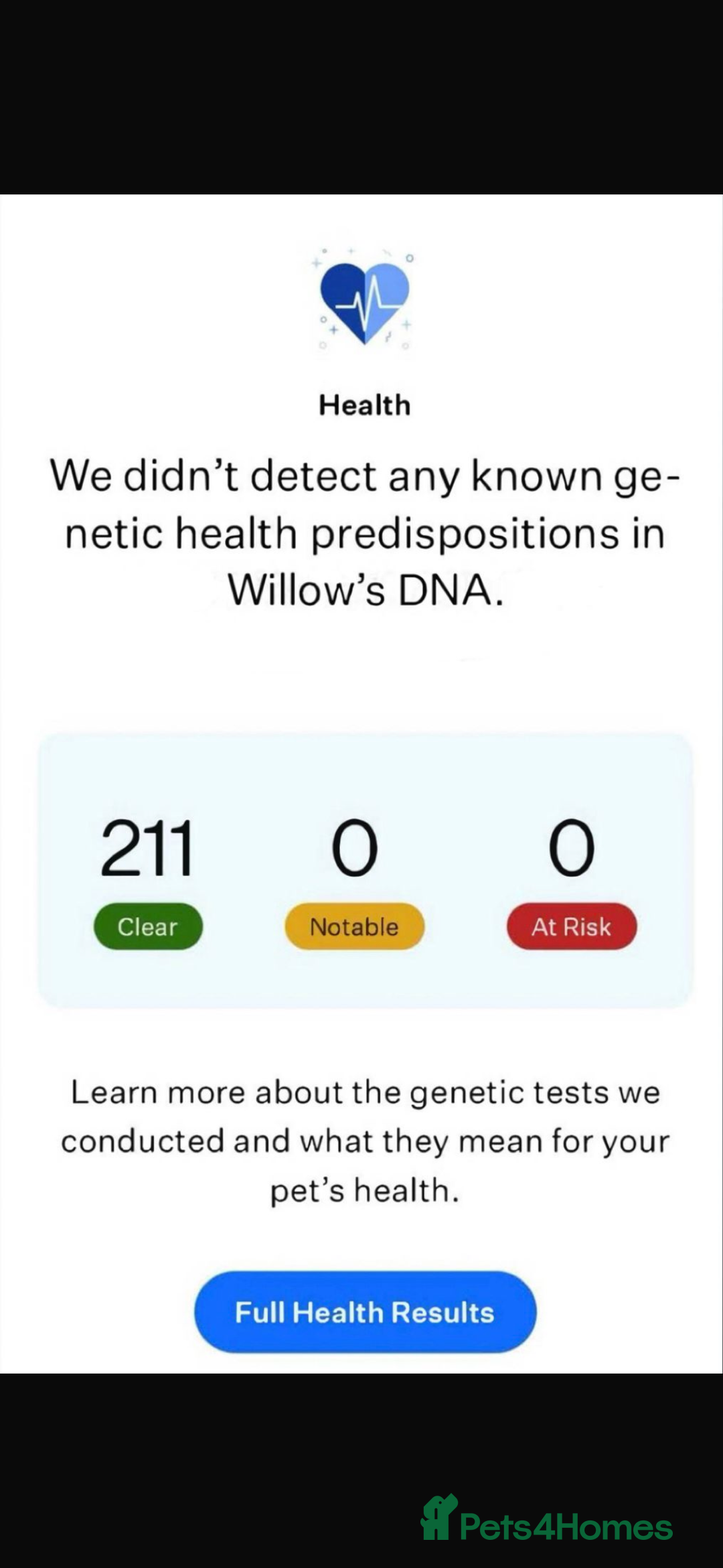 Border Collie dogs for sale: Border collie puppies for active homes  - Advert 38