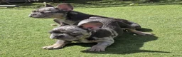 French Bulldog dogs for sale: REDUCED Stunning French Bulldog Pups  - Advert 4