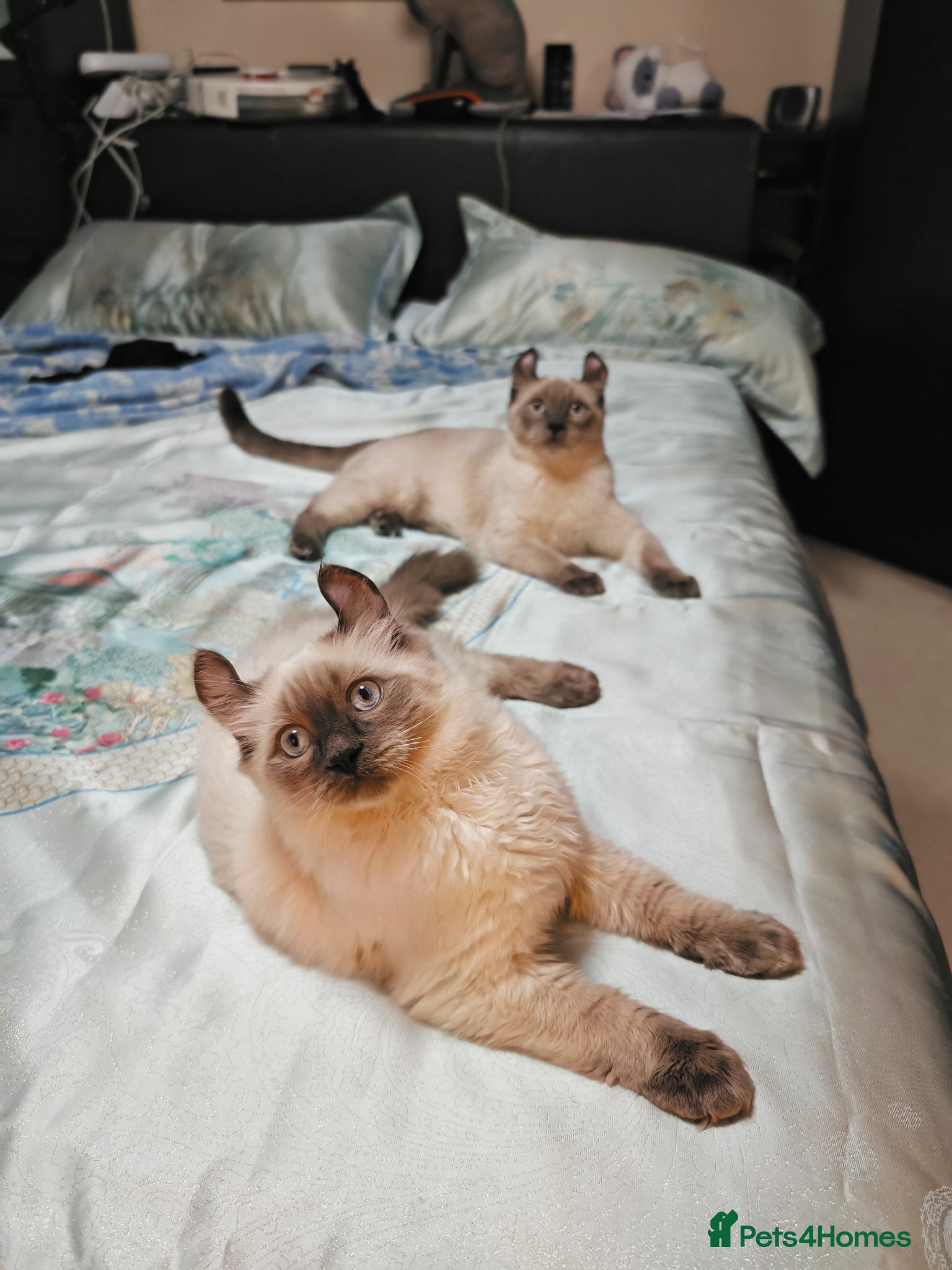 Mixed Breed cats RARE, Unique, Affectionate boys available!  - Advert 10