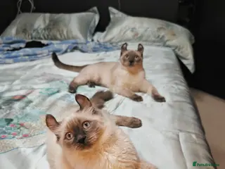 Mixed Breed cats RARE, Unique, Affectionate boys available! - Advert 10