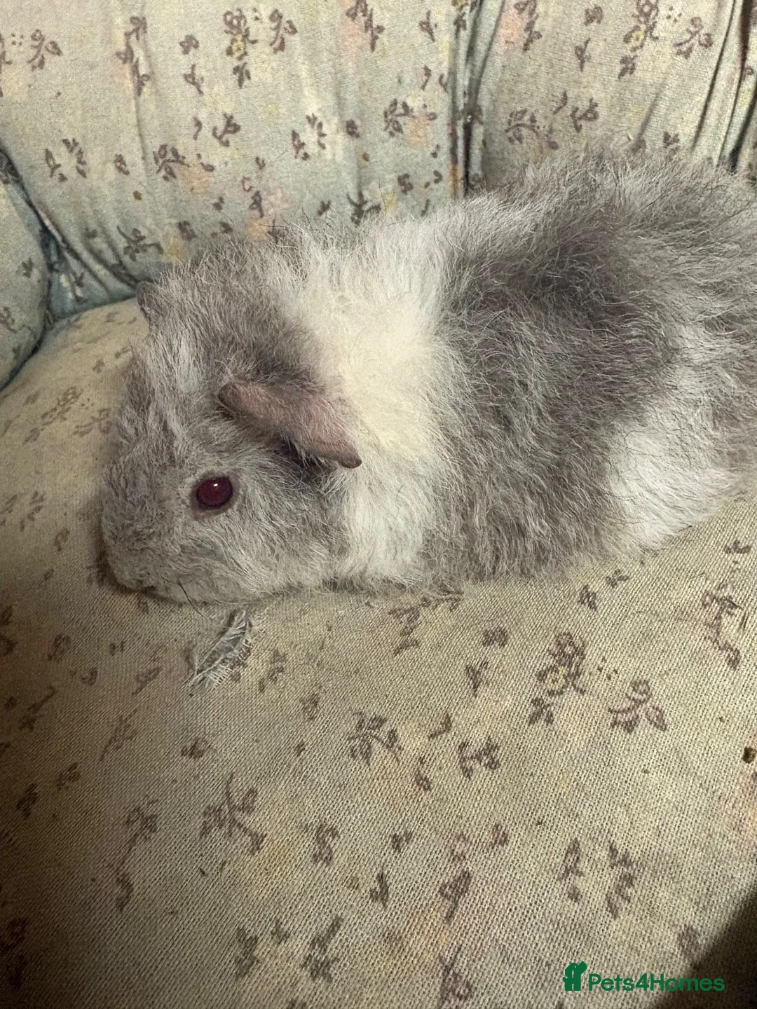 Guinea Pig rodents for sale: Girl and boy babies  - Advert 2
