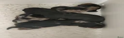 Miniature Dachshund dogs for sale: Beautiful litter of mini long coat Dachshunds  - Advert 8