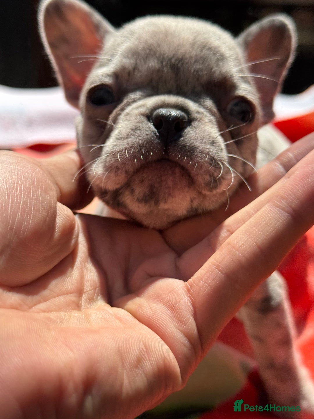 French Bulldog dogs for sale: Adorable French Bulldogs - Image 21