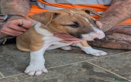 Bull Terrier dogs for sale: Female KC English bull terrier  - Image 3