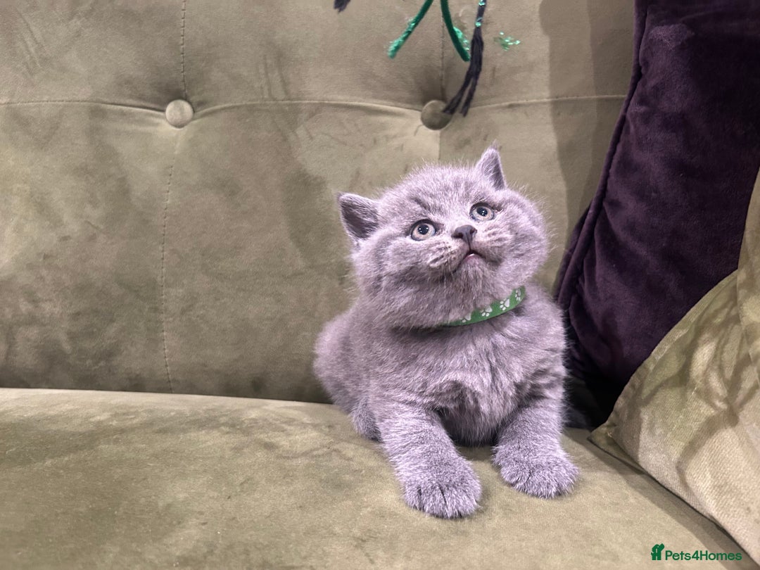 British Shorthair cats for sale: Gorgeous British shorthair kitten - Image 7