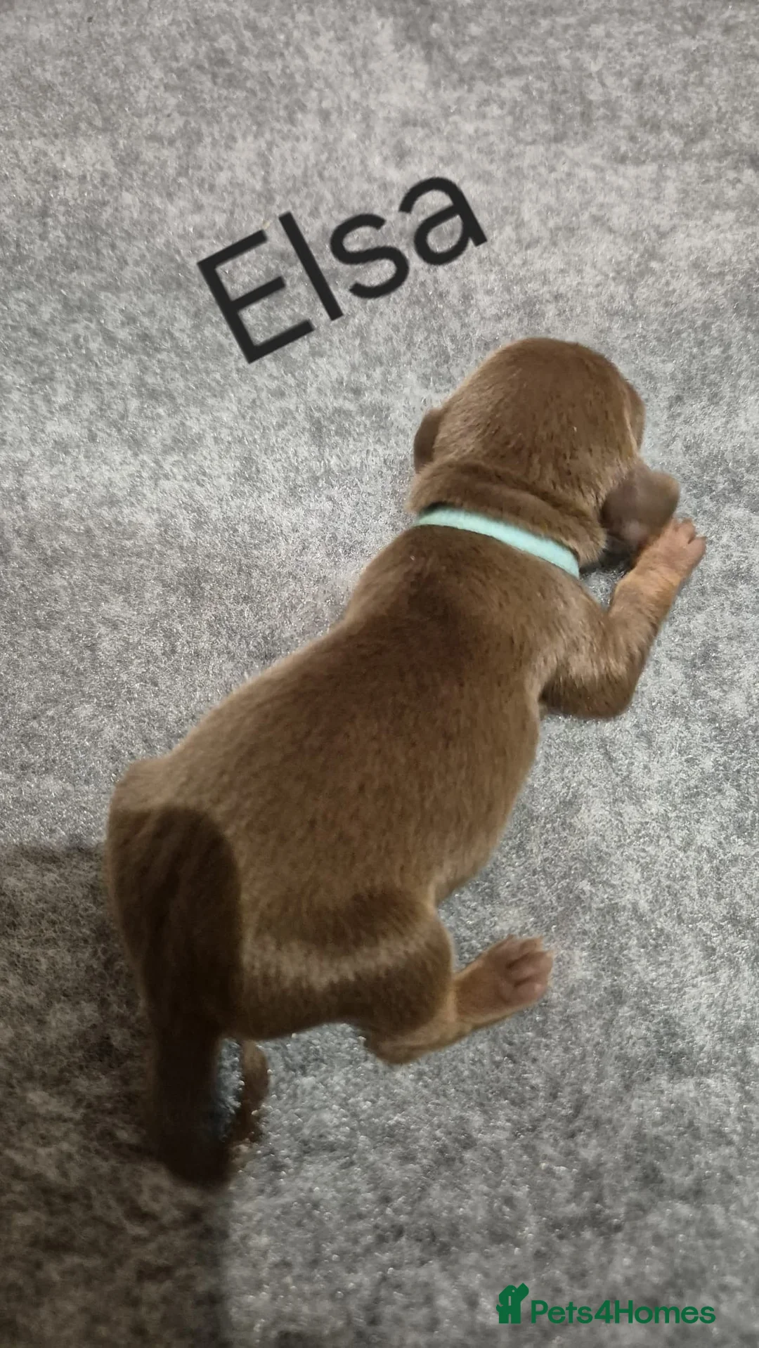 Miniature Dachshund dogs for sale: 7 mini dachshunds Exeter Devon  - Advert 9