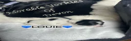 Mixed Breed dogs for sale: ❤️🐾 LITTER ANNOUNCEMENT🐾❤️ - Advert 9