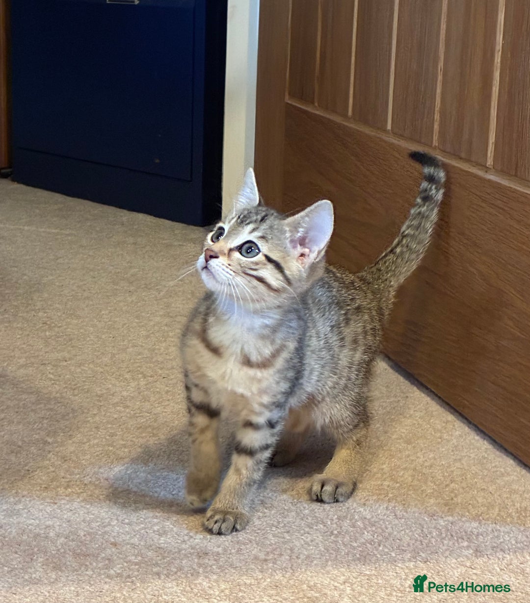 Mixed Breed cats for sale: Half bengal kitten - Advert 2