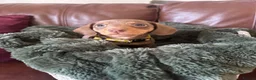 Miniature Dachshund dogs for sale: Beautiful chocolate mini dachshund puppy’s   - Advert 8
