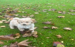 Poochon dogs for sale: Beautiful F1 Poochons - Image 7