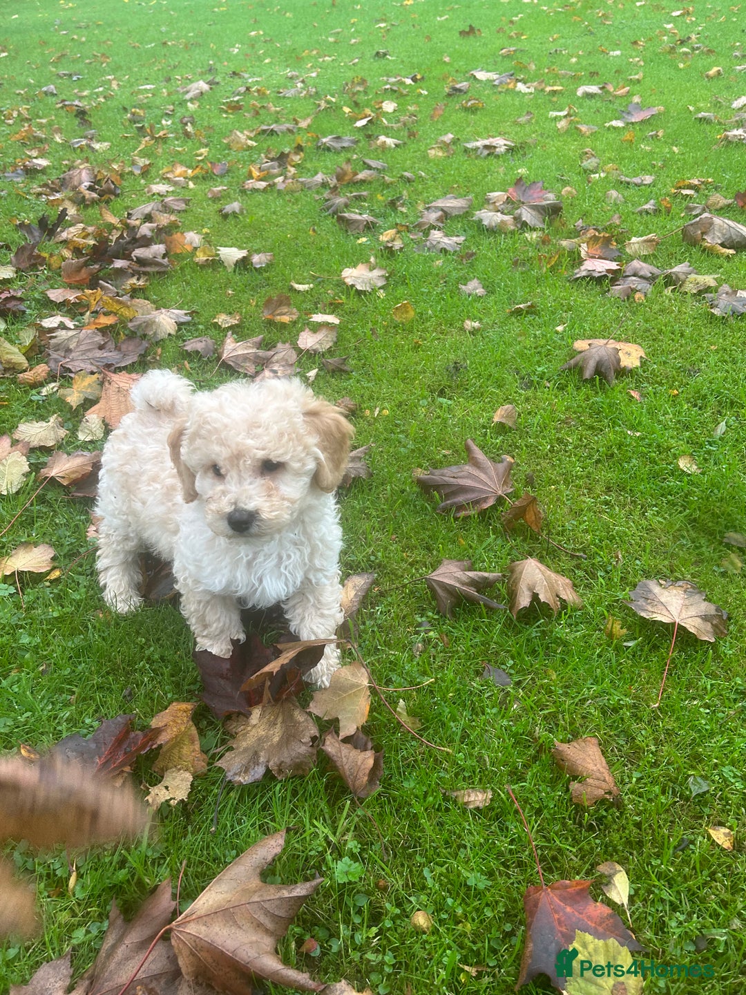 Poochon dogs for sale: Beautiful F1 Poochons - Image 7