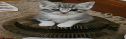 Mixed Breed cats for sale: 4 Mixed Breed Kittens  - Advert 4