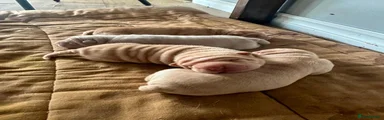 Shar Pei 3