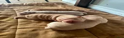 Shar Pei dogs for sale: FULL-Chinese Sharpei  - Advert 7