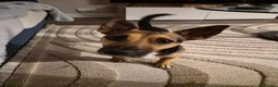 Jack Russell dogs for sale: Gus: Affectionate Jack Russell Seeks Loving Home - Advert 38