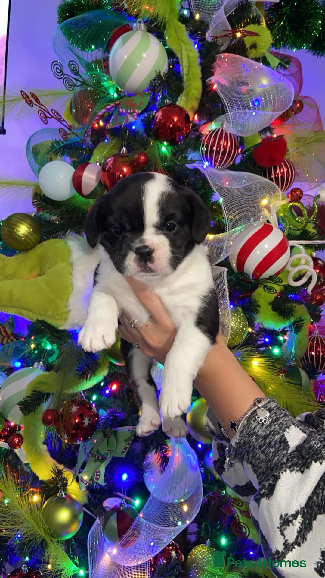 Mixed Breed dogs for sale: *REDUCED*Only 2 beautiful girl pups left - Advert 13