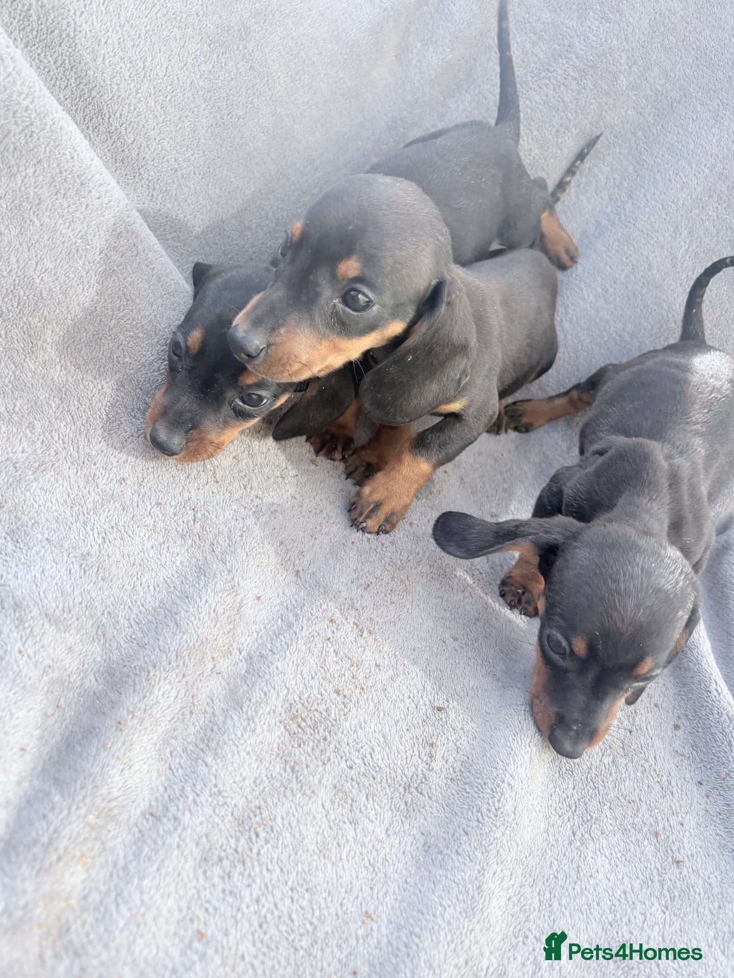 Miniature Dachshund dogs Beautiful dachshund puppies  - Advert 1