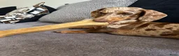 Miniature Dachshund dogs for sale: Miniature Dachshunds for sale  - Advert 4